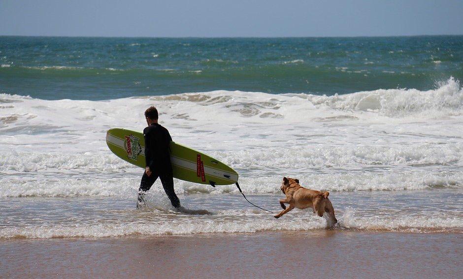 Surf con perro