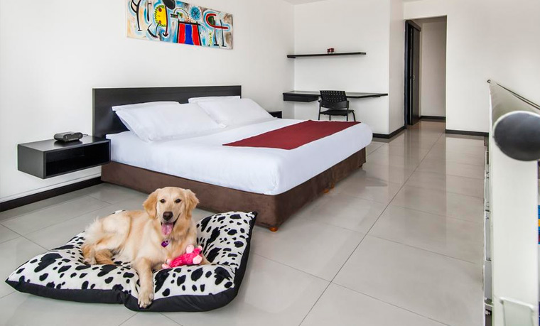 diluido Prominente transacción Hoteles que admiten mascotas en Colombia - Vacaciones con perro